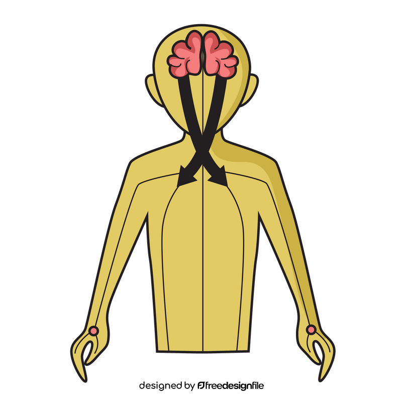 Brain motor cortex clipart