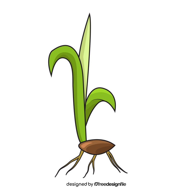 Sprout of sugarcane plant clipart