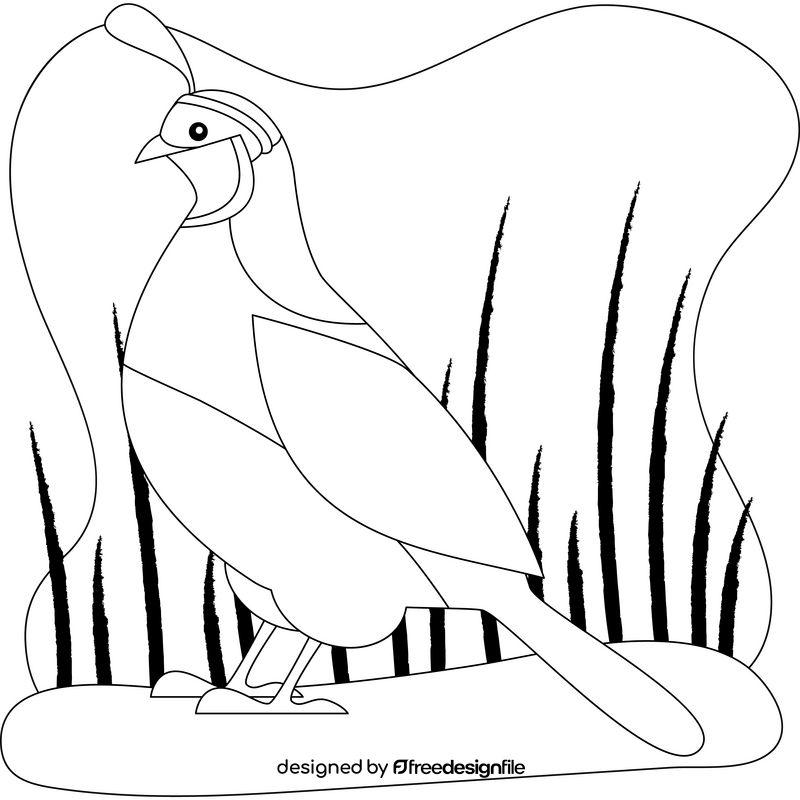 Quail bird drawing black and white clipart