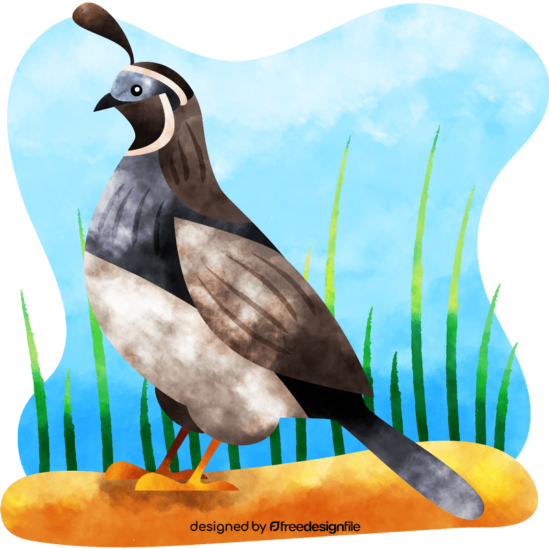 Quail bird vector