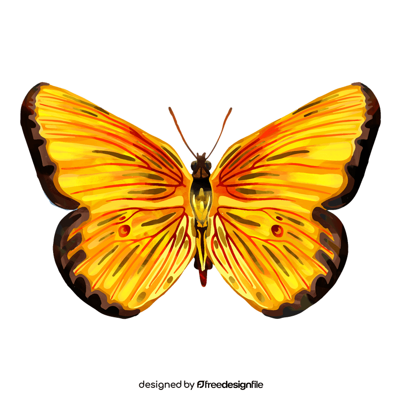 Orange sulphur butterfly clipart