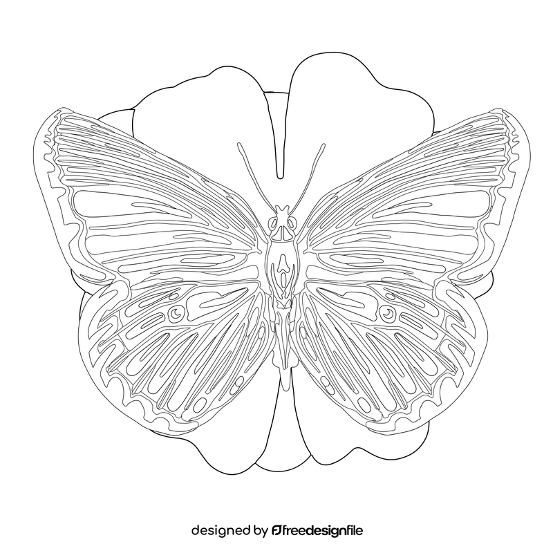 Orange sulphur butterfly drawing black and white clipart