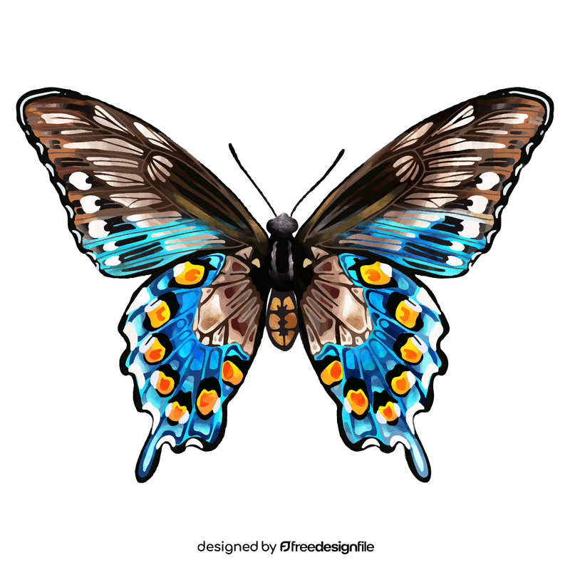 Pipevine swallowtail butterfly clipart