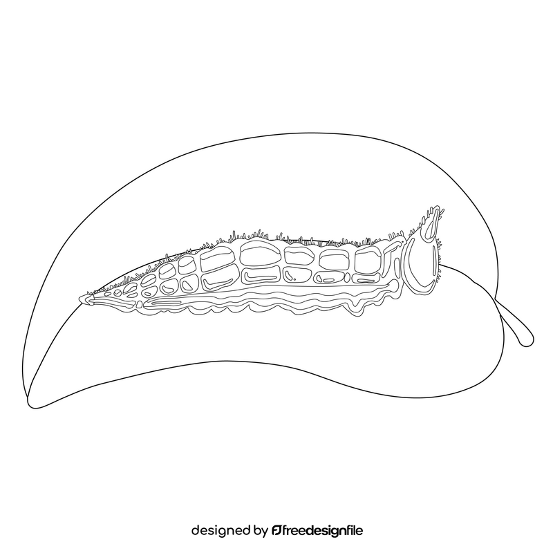 Northern pearly eye caterpillar drawing black and white clipart