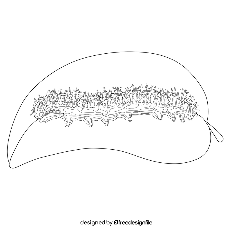 Cabbage white caterpillar drawing black and white clipart