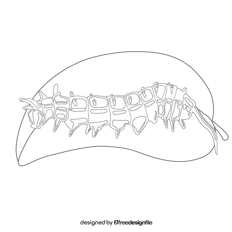 Pipevine swallowtail caterpillar drawing black and white clipart