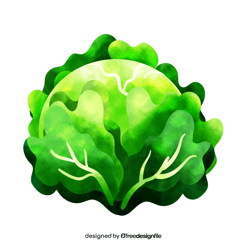 Cabbage clipart