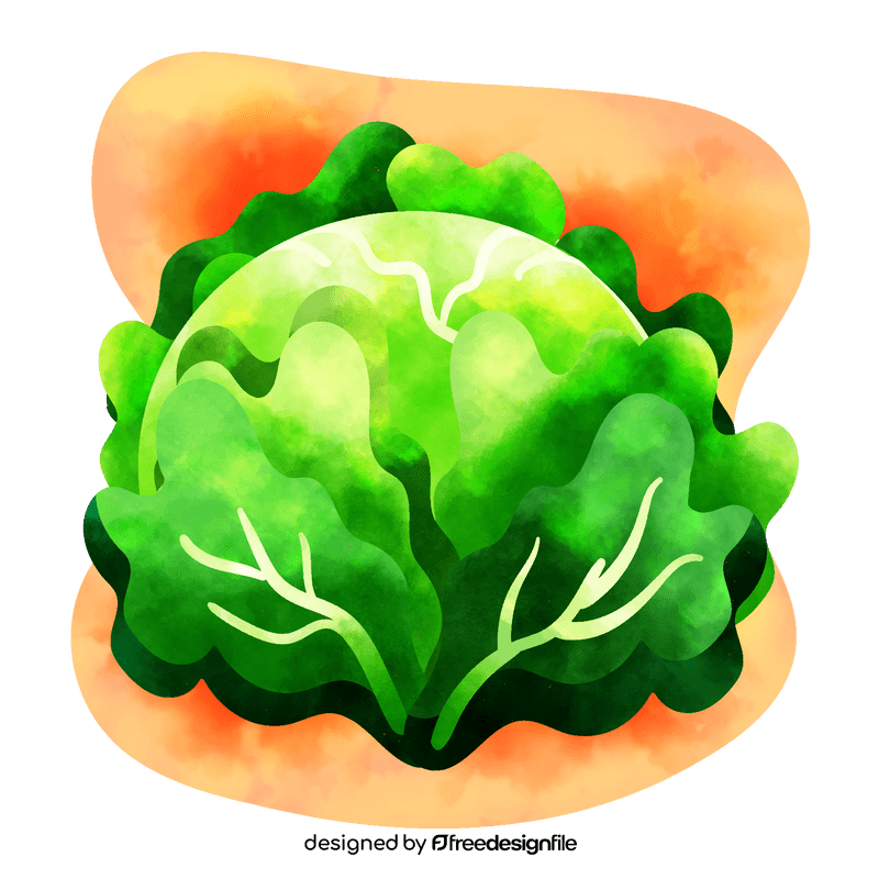 Cabbage vector