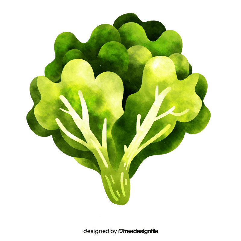 Lettuce clipart