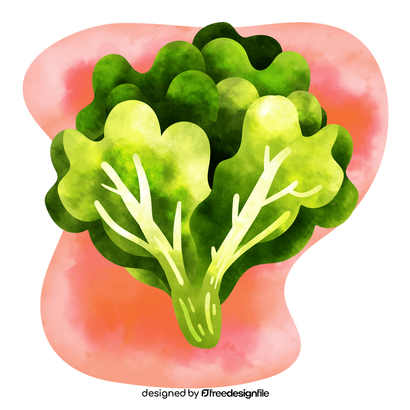 Lettuce vector