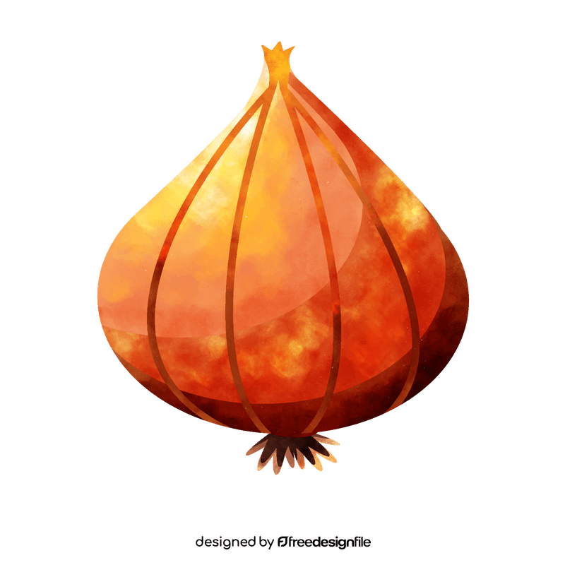 Onion clipart