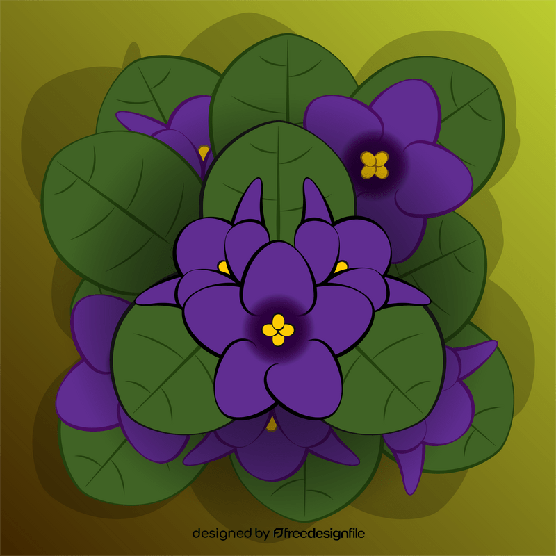 African violet vector