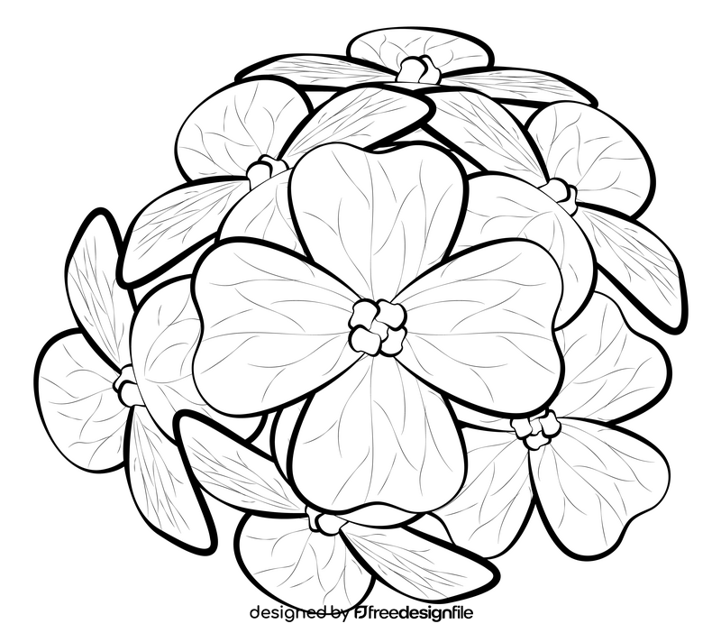 Aubretia flower drawing black and white clipart