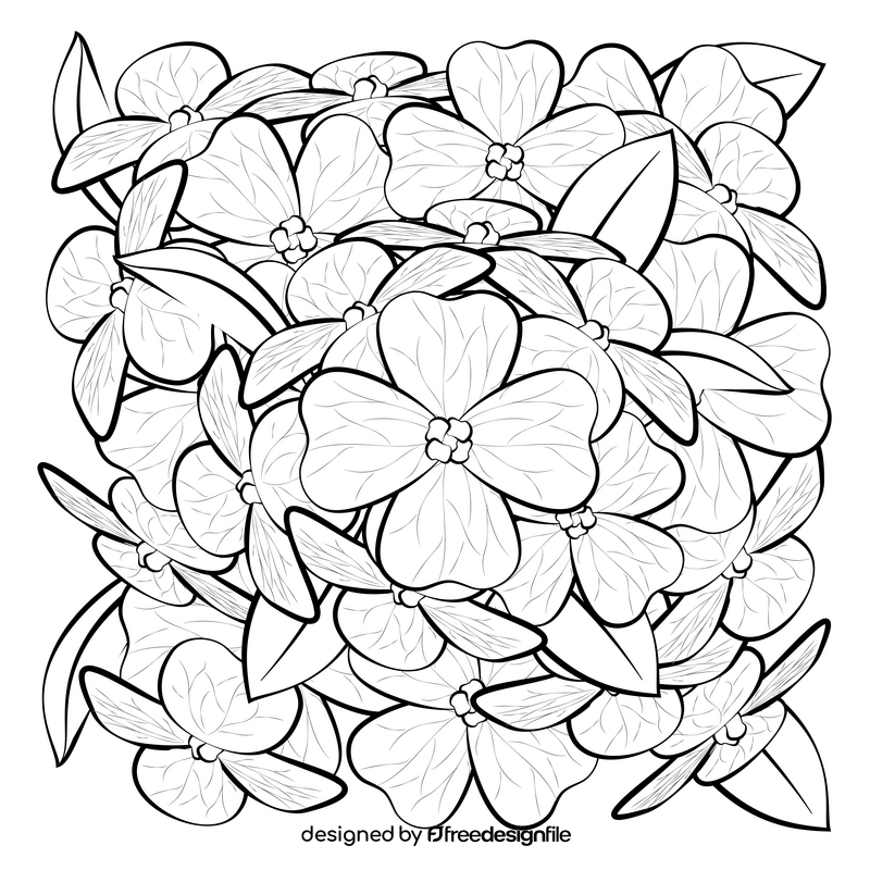 Aubretia flower drawing black and white vector