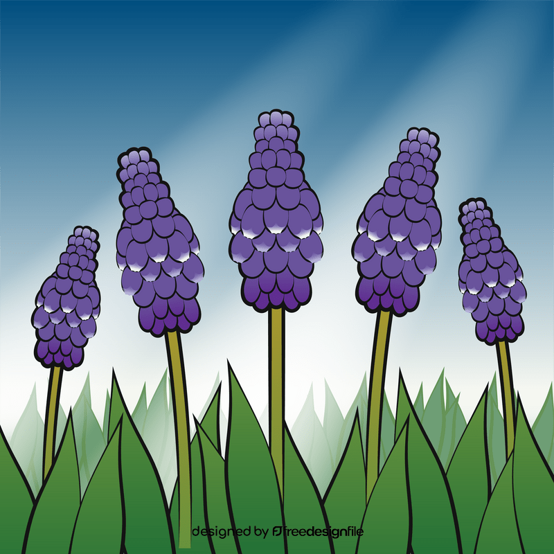 Grape hyacinth flower vector