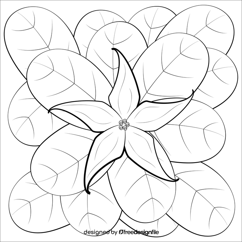 Jaborosa flower black and white vector
