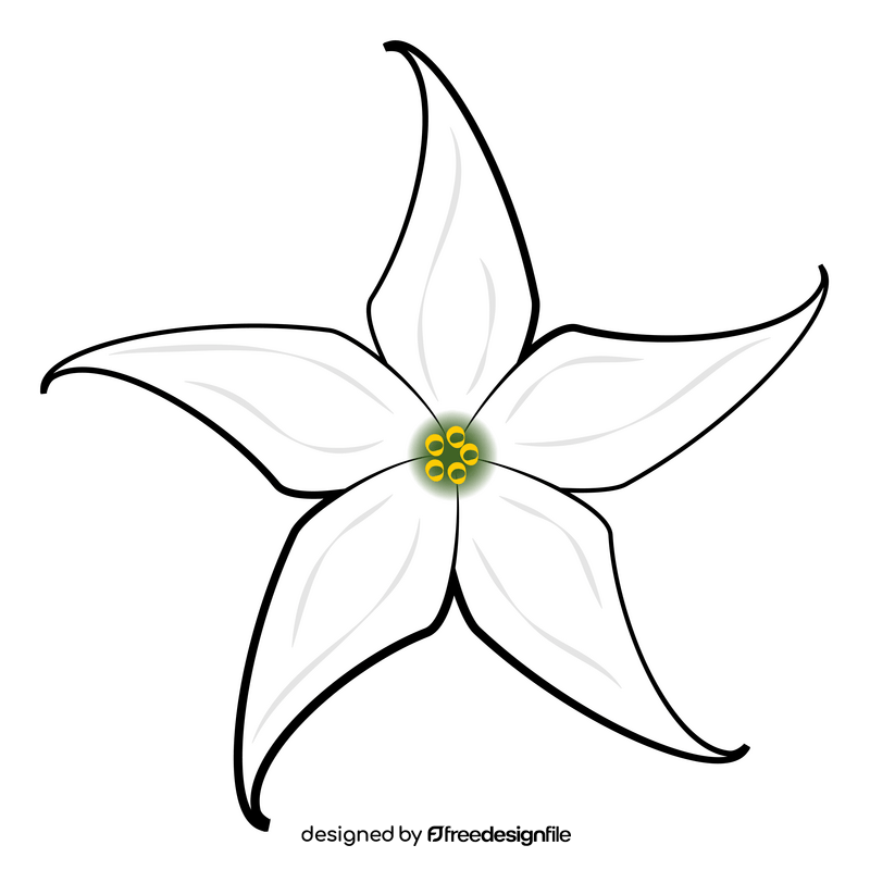 Jaborosa flower clipart