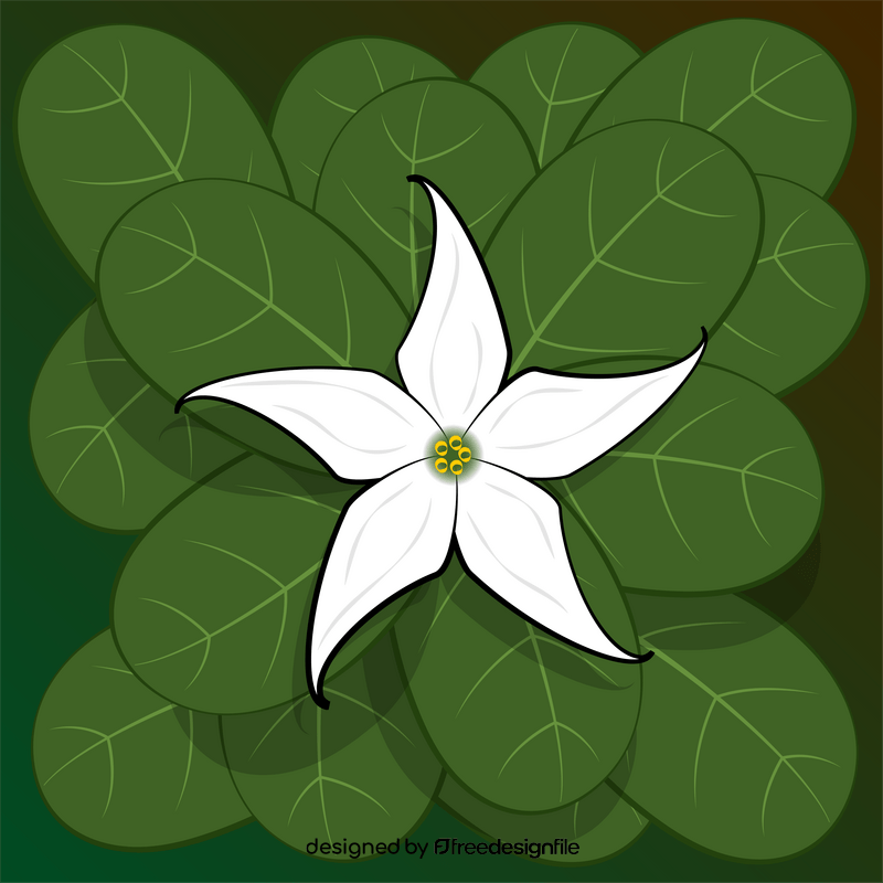 Jaborosa flower vector