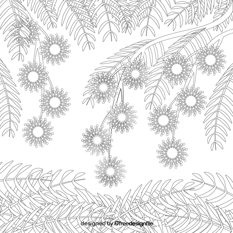 Mimosa flower black and white vector
