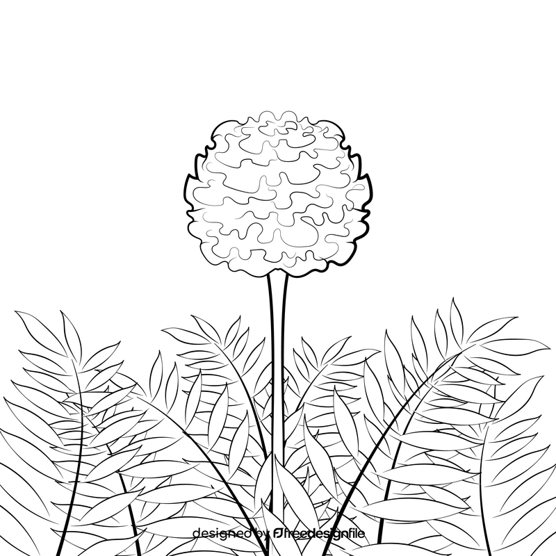 Marigold black and white vector