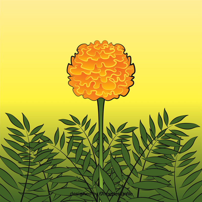 Marigold vector