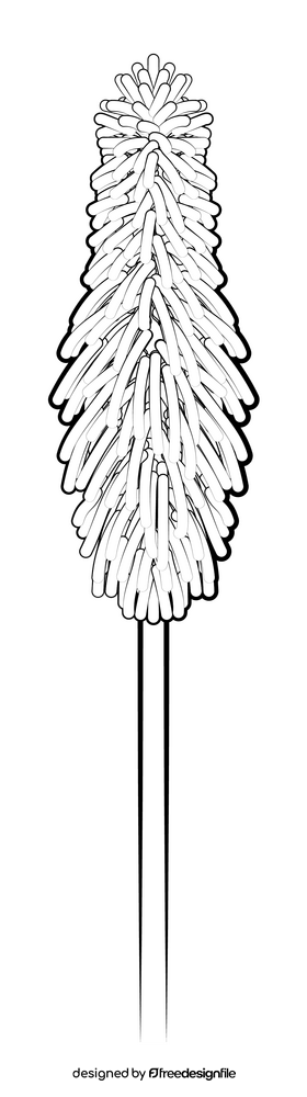 Red hot pokers flower black and white clipart