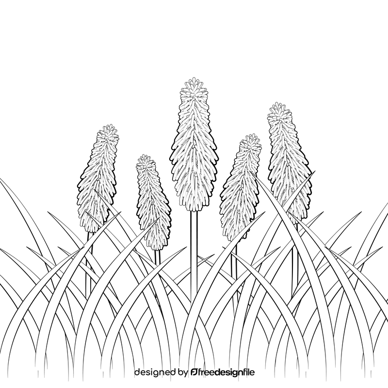 Red hot pokers flower black and white vector