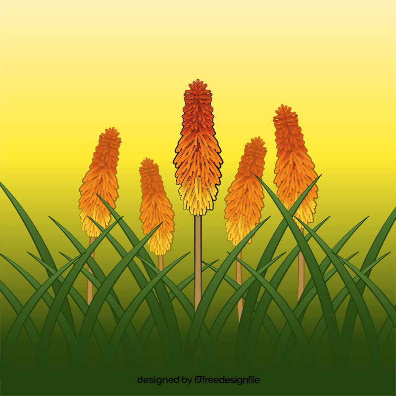 Red hot pokers flower vector