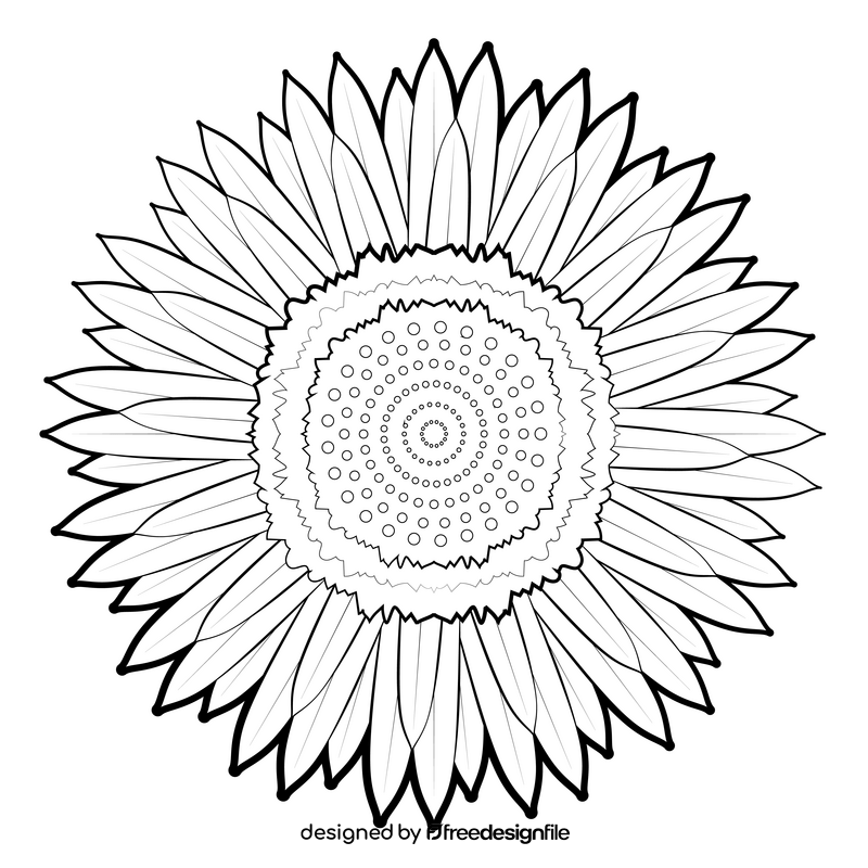 Strawflower black and white clipart