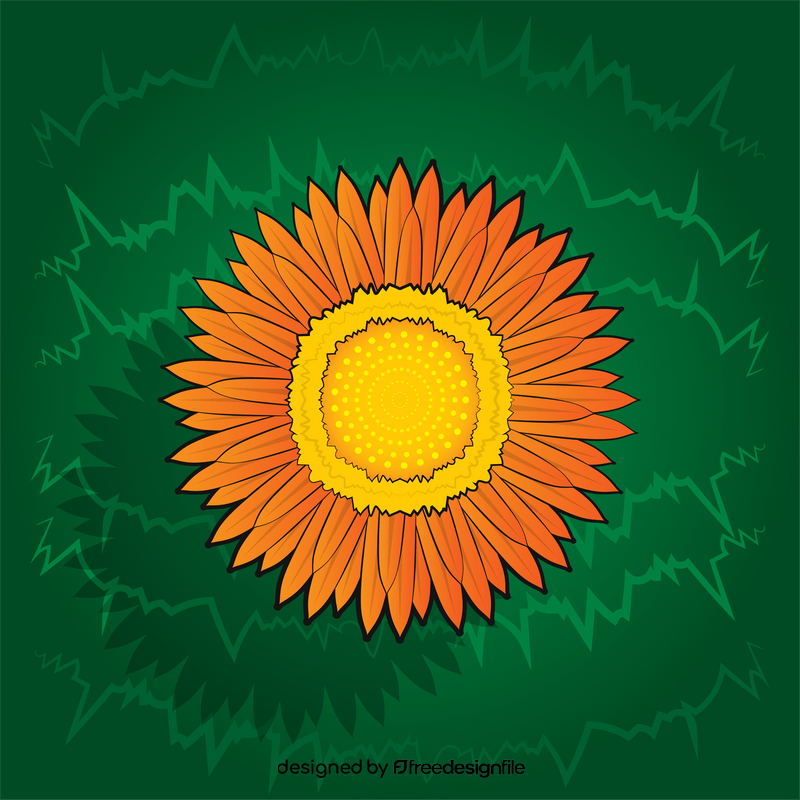 Strawflower vector