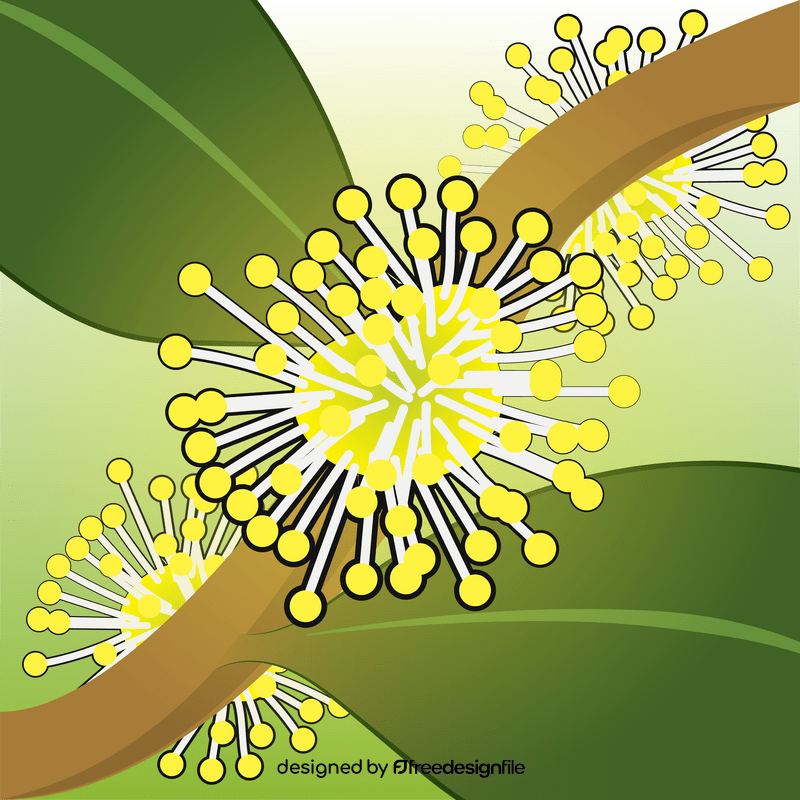 Xylosma plant flower vector