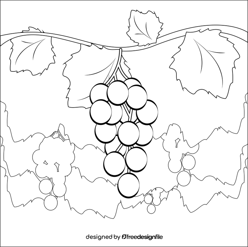 Grapes fruit drawing black and white vector