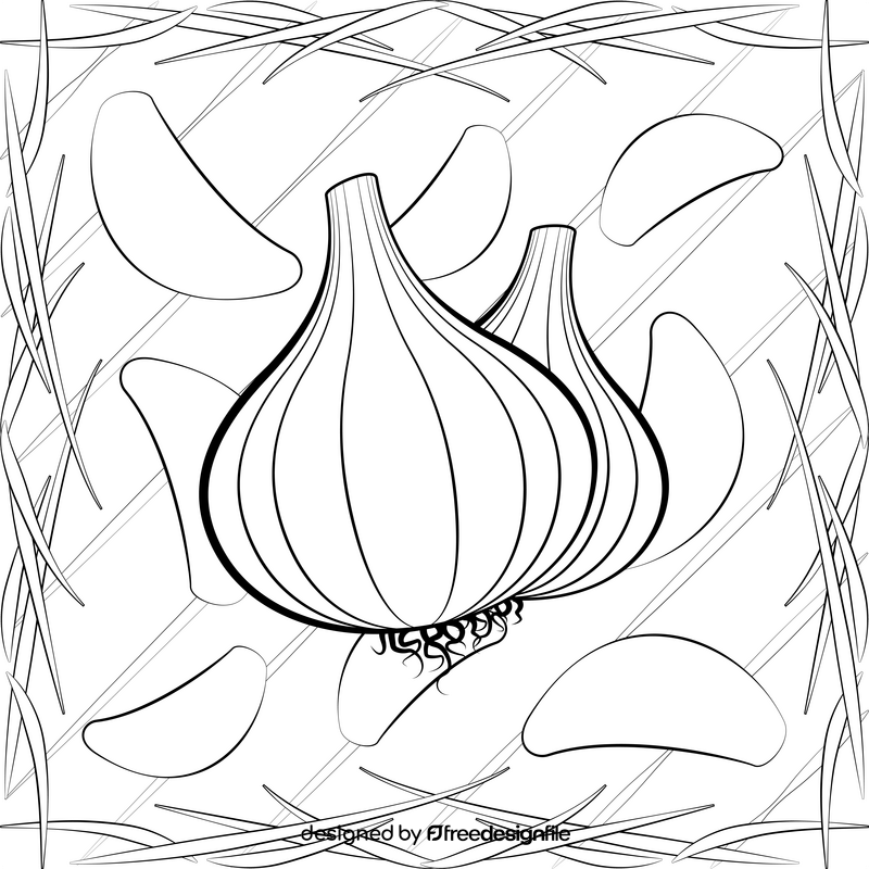Garlic drawing black and white vector