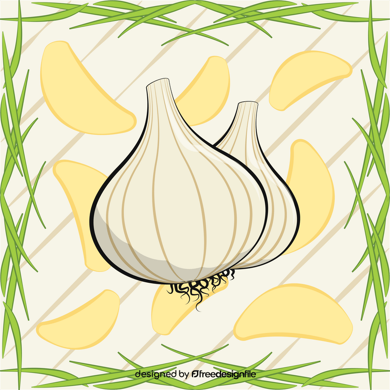 Garlic drawing vector