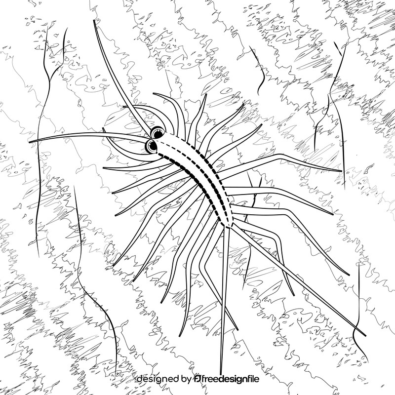 House centipede cartoon black and white vector