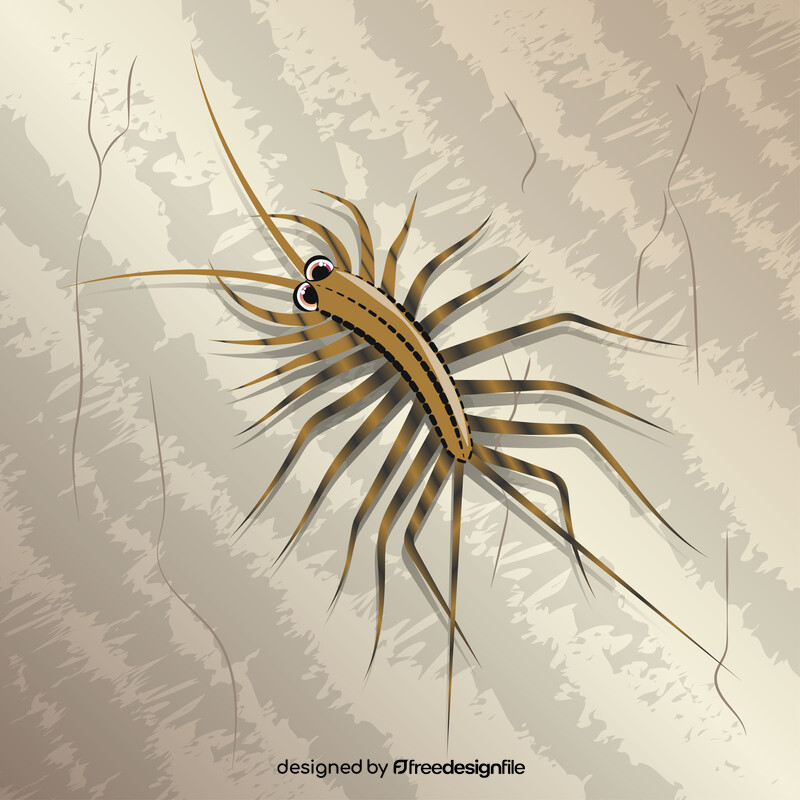 House centipede cartoon vector