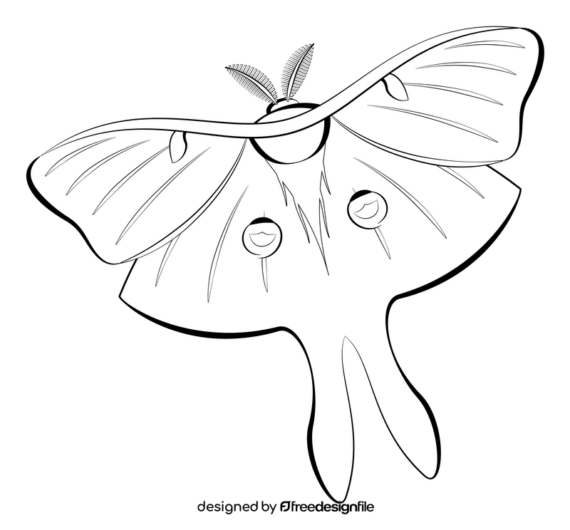 Luna moth cartoon drawing black and white clipart