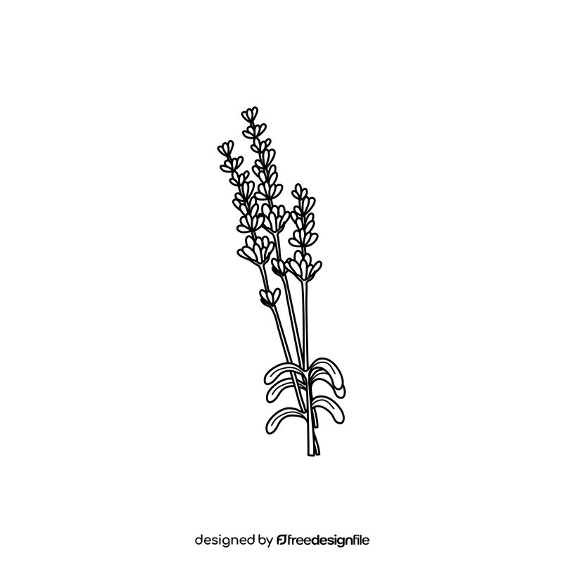 Lavender drawing black and white clipart