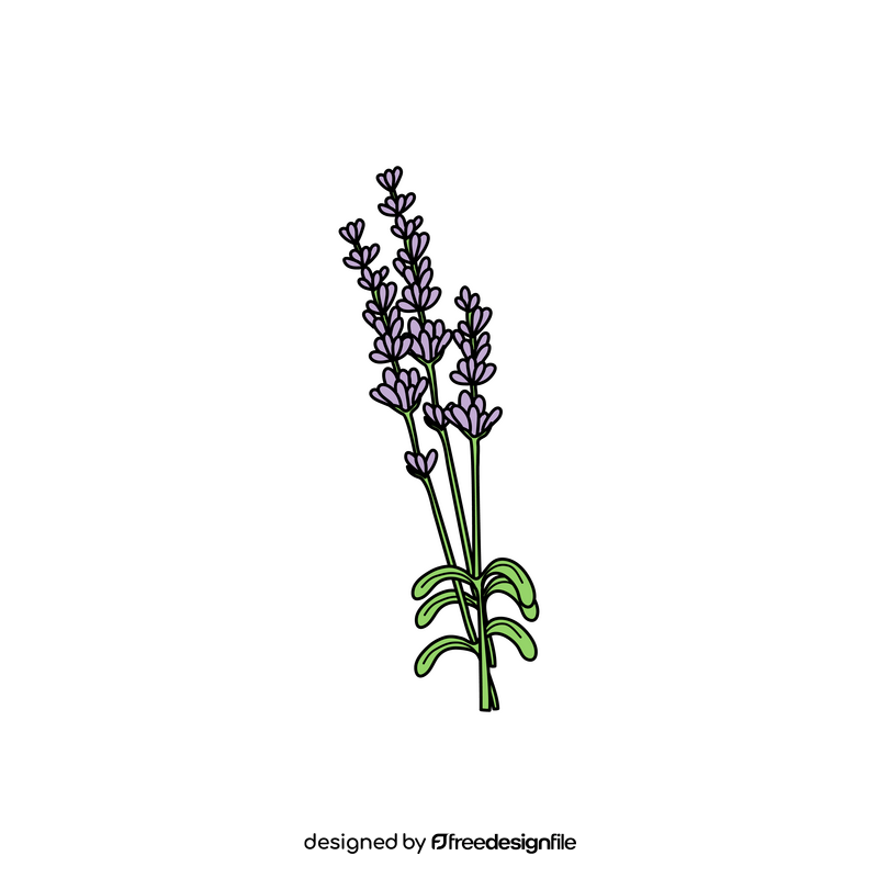 Lavender drawing clipart