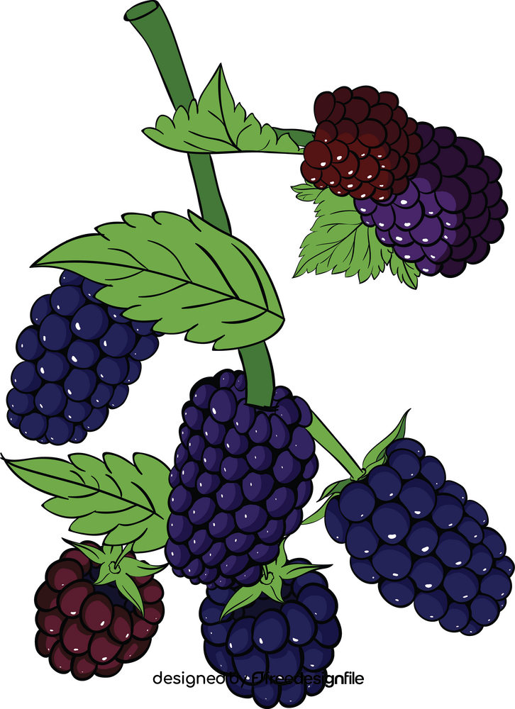 Blackberries clipart