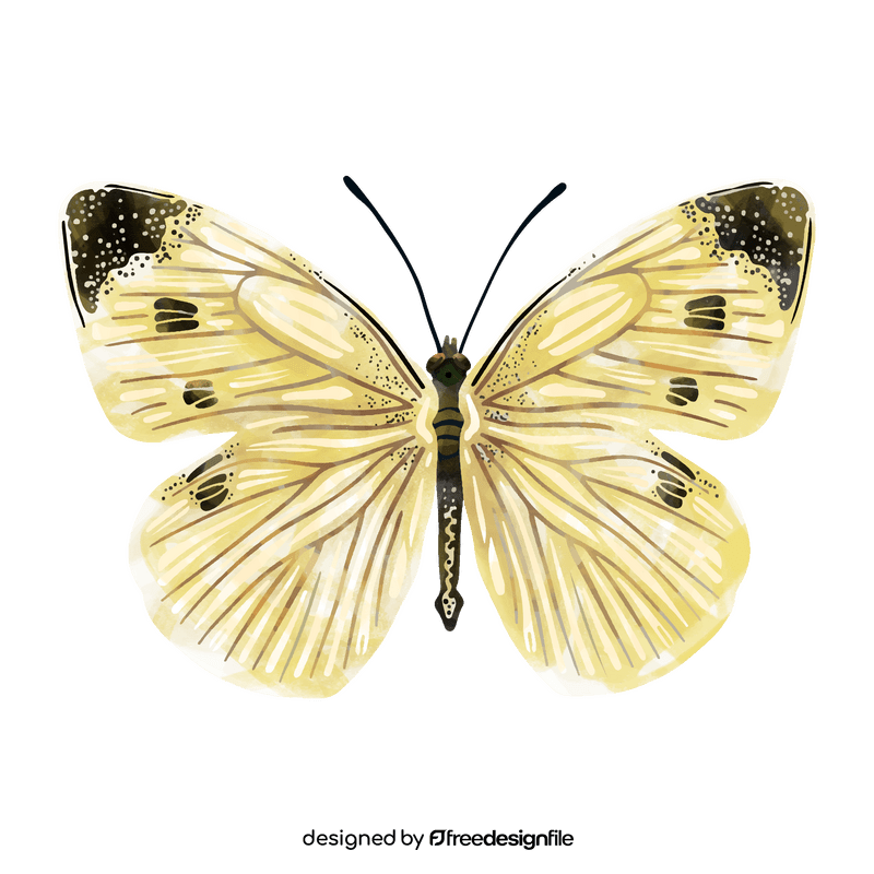 Cabbage white butterfly clipart