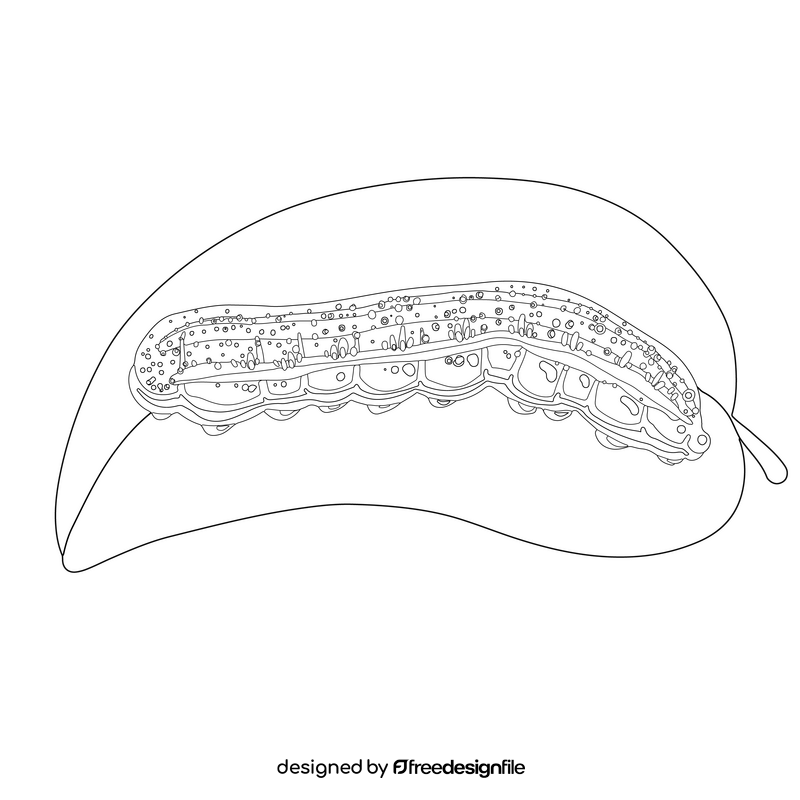 Orange sulphur caterpillar drawing black and white clipart