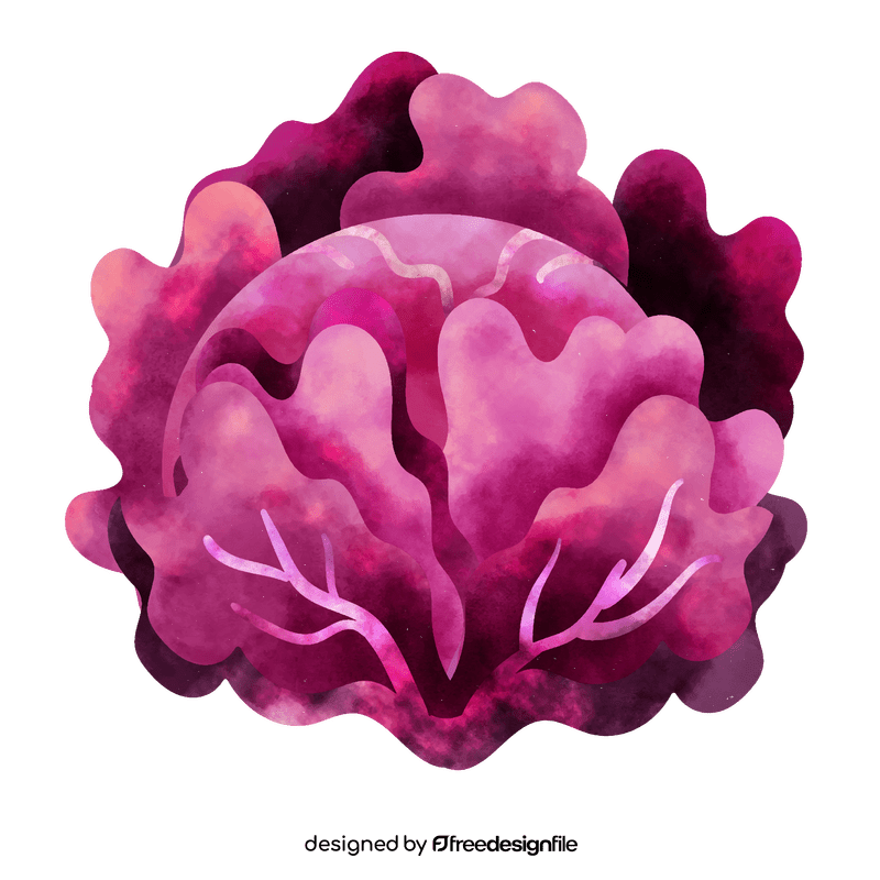 Red cabbage clipart