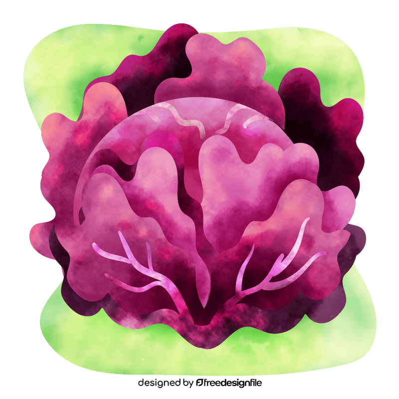 Red cabbage vector