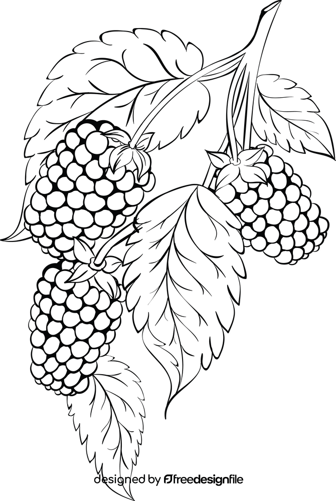 Blackberry with leaves black and white clipart