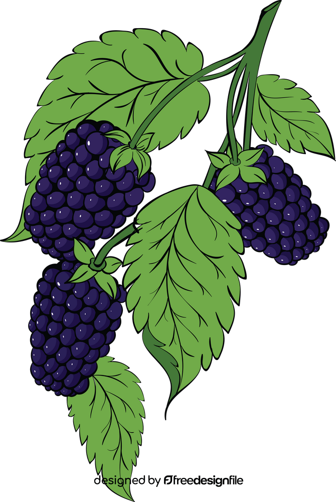 Blackberry with leaves clipart