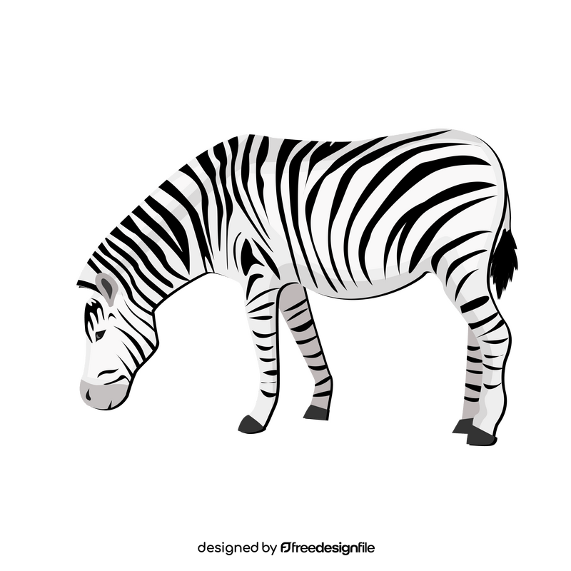 Zebra clipart