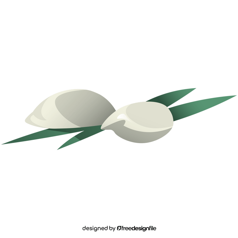 Garlic two cloves clipart