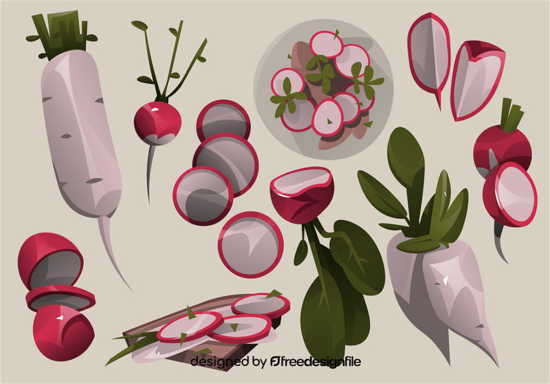 Radish vector