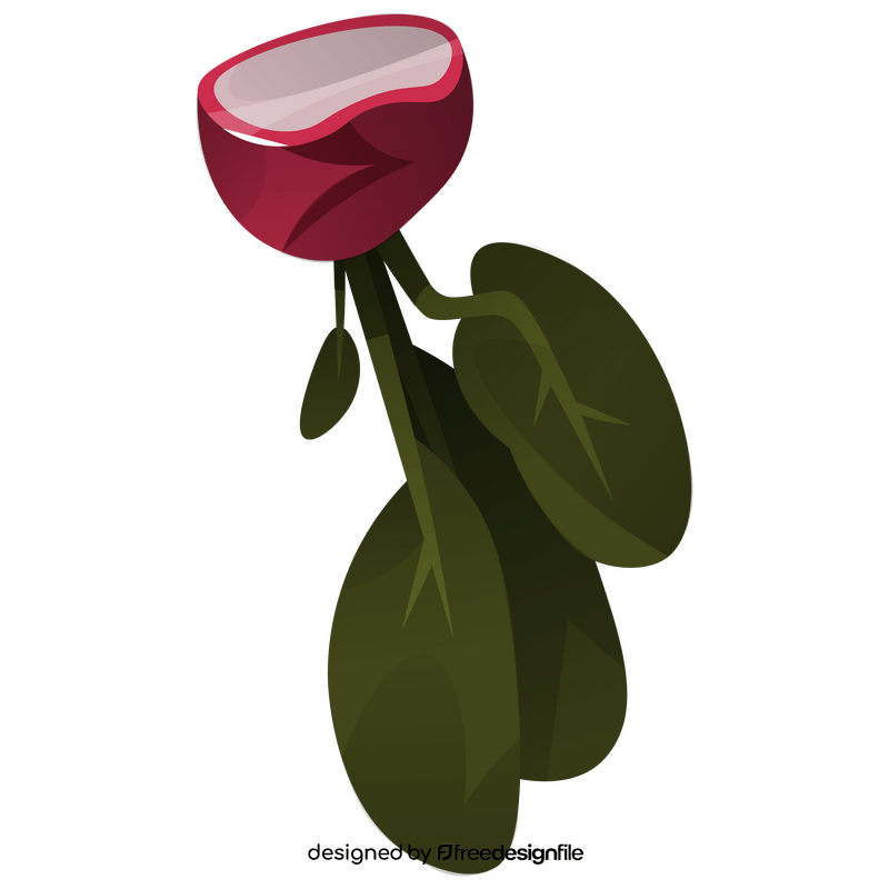 Radish half with leaves clipart